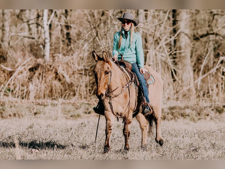 Caballo cuarto de milla Caballo castrado 13 años 150 cm Bayo in Hillsboro Ky