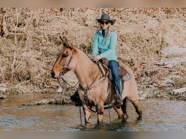 Caballo cuarto de milla Caballo castrado 13 años 150 cm Bayo in Hillsboro Ky