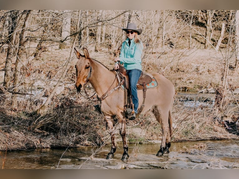 Caballo cuarto de milla Caballo castrado 13 años 150 cm Bayo in Hillsboro Ky