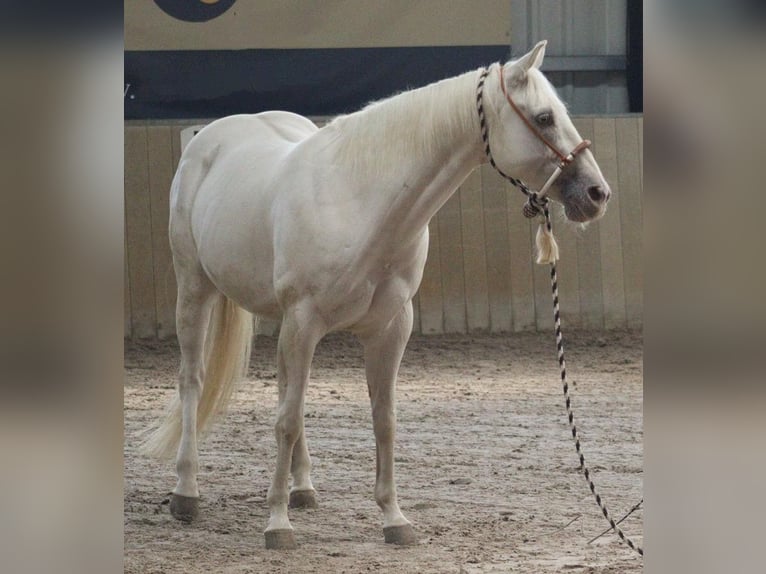 Caballo cuarto de milla Caballo castrado 13 años 150 cm  in Salzgitter