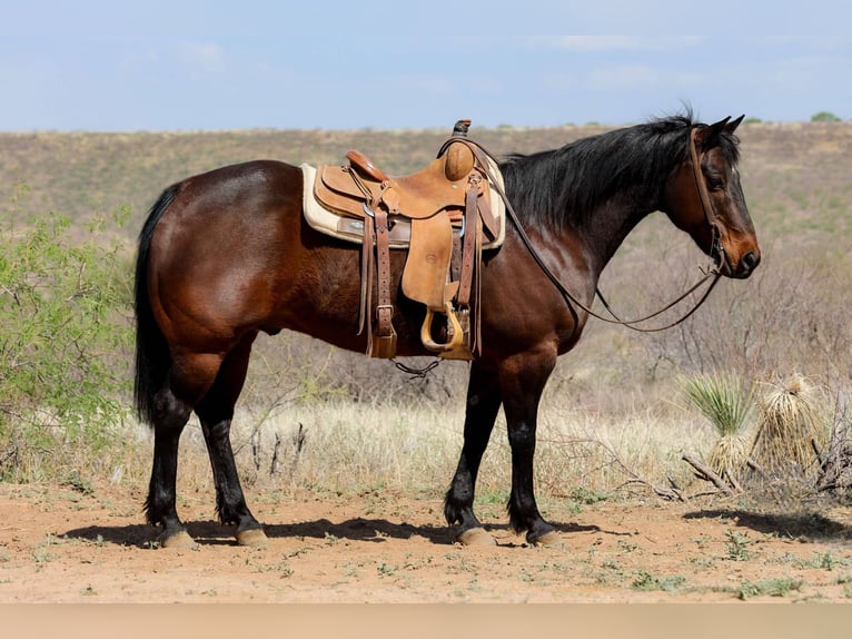 Caballo cuarto de milla Caballo castrado 13 años 150 cm Castaño rojizo in Camp Verde AZ