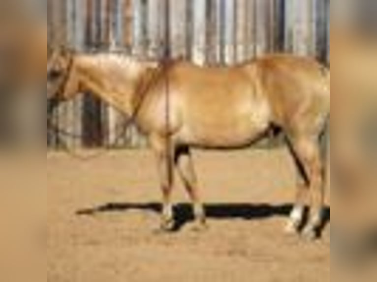 Caballo cuarto de milla Caballo castrado 13 años 150 cm Palomino in MOrgan MIll TX