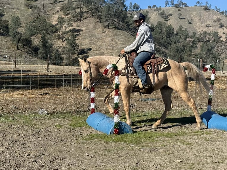 Caballo cuarto de milla Caballo castrado 13 años 150 cm Palomino in Paicines CA