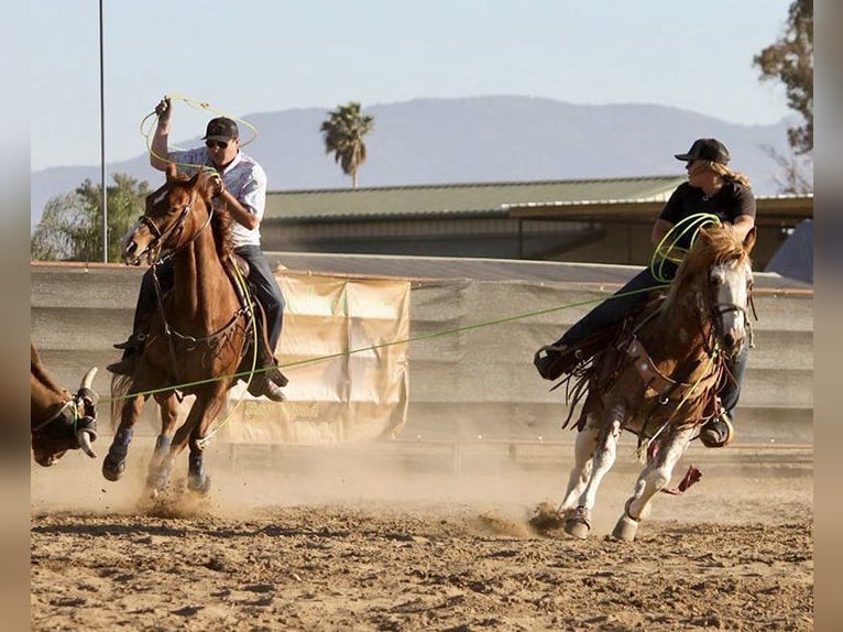 Caballo cuarto de milla Caballo castrado 13 años 150 cm Ruano alazán in Victoria, TX