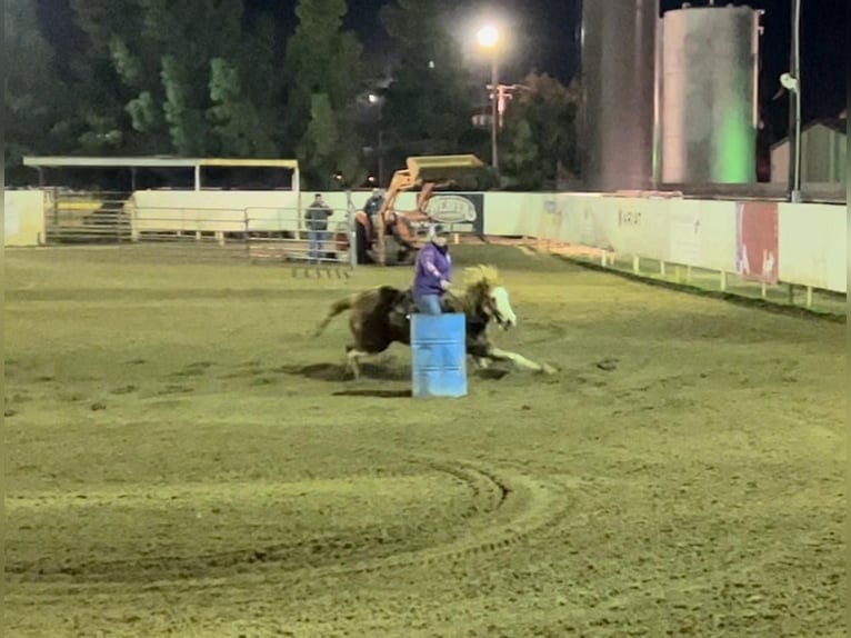 Caballo cuarto de milla Caballo castrado 13 años 150 cm Ruano alazán in Victoria, TX