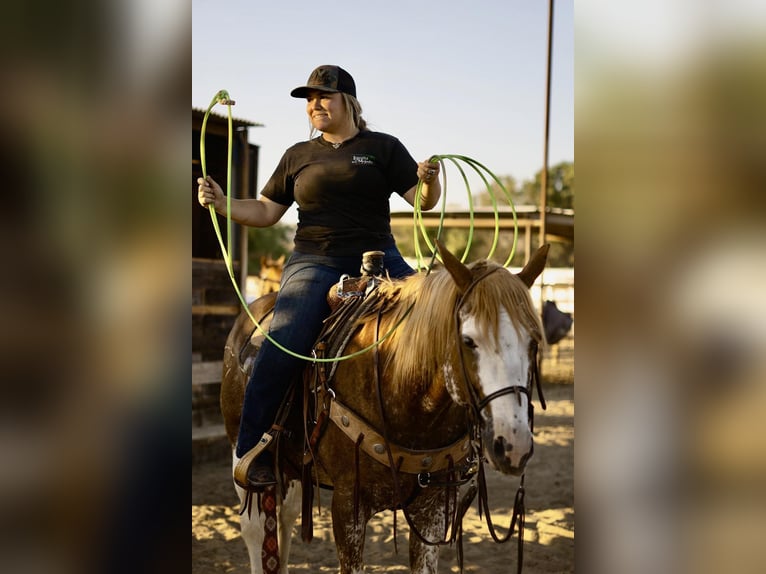 Caballo cuarto de milla Caballo castrado 13 años 150 cm Ruano alazán in Victoria, TX