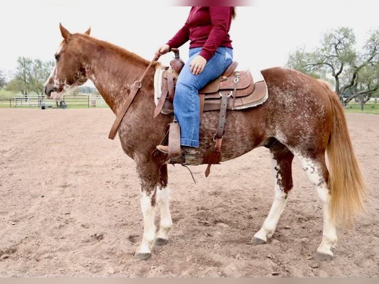 Caballo cuarto de milla Caballo castrado 13 años 150 cm Ruano alazán in Victoria, TX