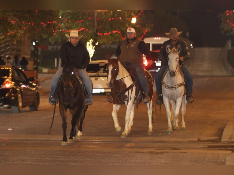 Caballo cuarto de milla Caballo castrado 13 años 150 cm Tobiano-todas las-capas in Lipan TX