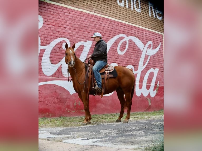Caballo cuarto de milla Caballo castrado 13 años 152 cm Alazán rojizo in Grand Saline, TX