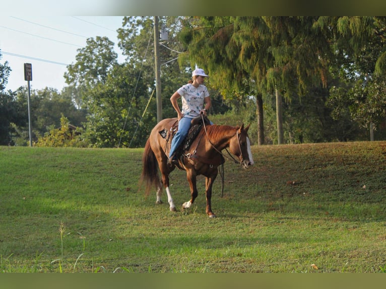 Caballo cuarto de milla Caballo castrado 13 años 152 cm Bayo in Rusk TX