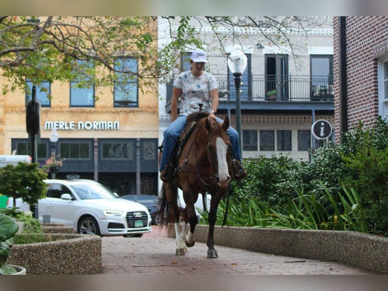 Caballo cuarto de milla Caballo castrado 13 años 152 cm Bayo in Rusk TX