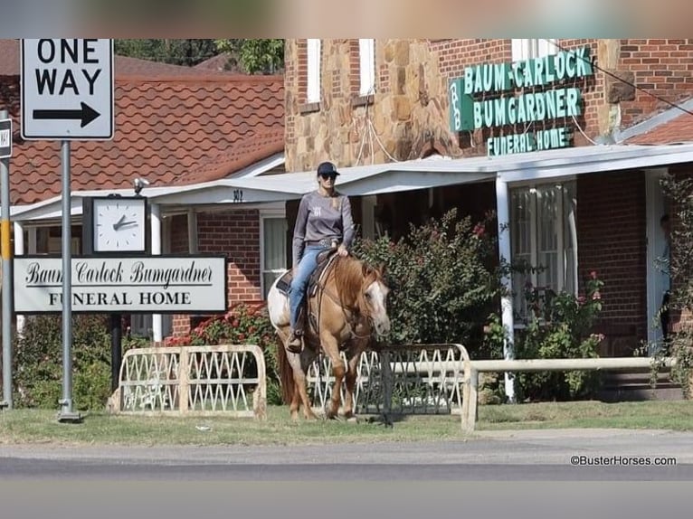 Caballo cuarto de milla Caballo castrado 13 años 152 cm Bayo in Weatherford TX