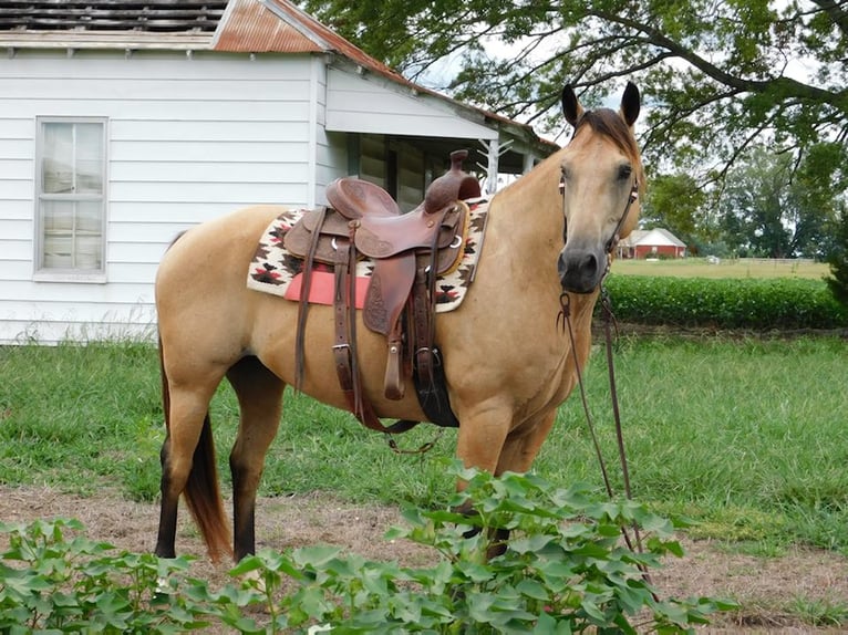 Caballo cuarto de milla Caballo castrado 13 años 152 cm Buckskin/Bayo in Hope Al