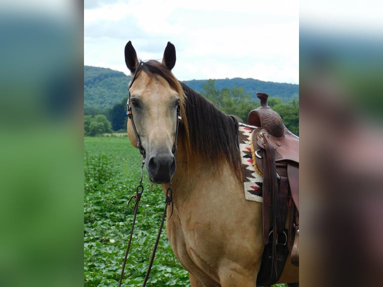 Caballo cuarto de milla Caballo castrado 13 años 152 cm Buckskin/Bayo in Hope Al