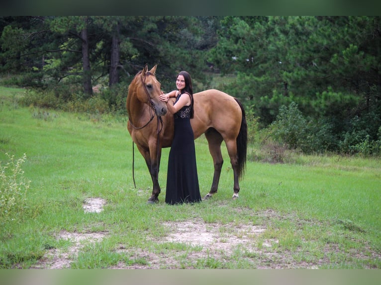 Caballo cuarto de milla Caballo castrado 13 años 152 cm Buckskin/Bayo in rUSK tx