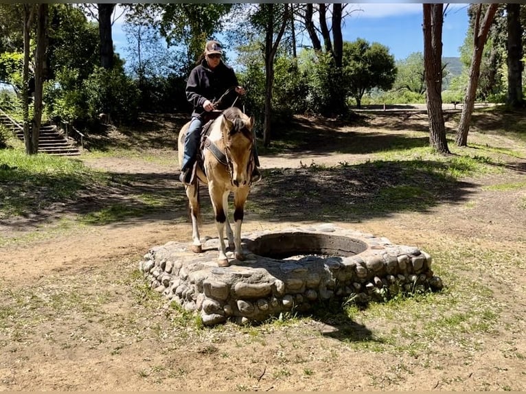 Caballo cuarto de milla Caballo castrado 13 años 152 cm Buckskin/Bayo in Bitterwater CA