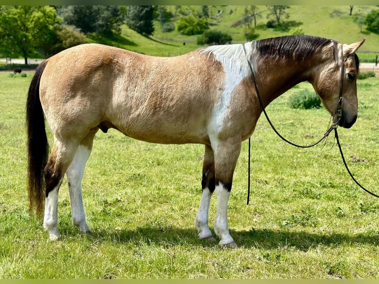 Caballo cuarto de milla Caballo castrado 13 años 152 cm Buckskin/Bayo in Bitterwater CA