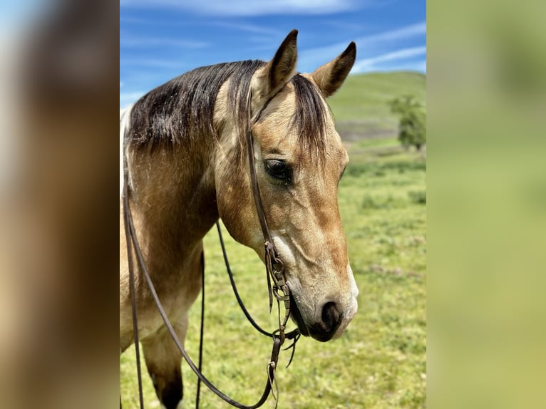 Caballo cuarto de milla Caballo castrado 13 años 152 cm Buckskin/Bayo in Bitterwater CA