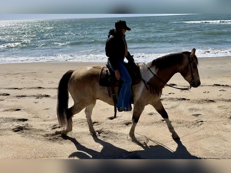 Caballo cuarto de milla Caballo castrado 13 años 152 cm Buckskin/Bayo in Bitterwater CA