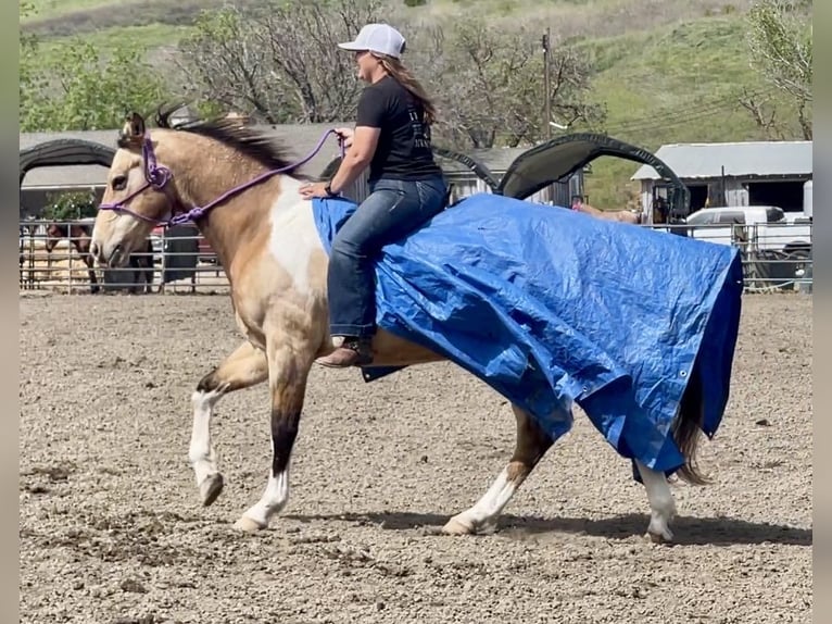 Caballo cuarto de milla Caballo castrado 13 años 152 cm Buckskin/Bayo in Bitterwater CA