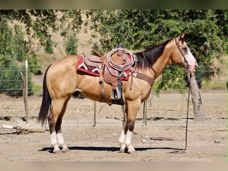 Caballo cuarto de milla Caballo castrado 13 años 152 cm Buckskin/Bayo in Tres Pinos