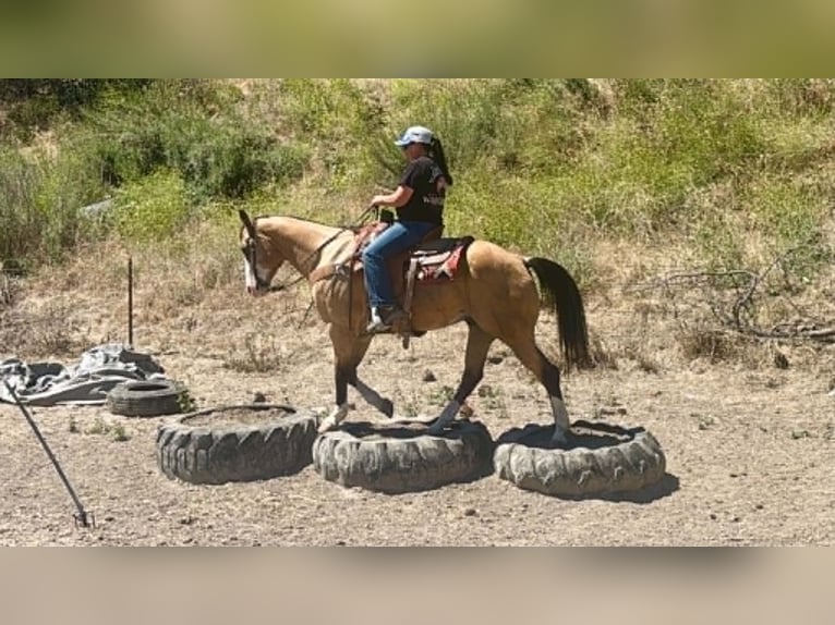 Caballo cuarto de milla Caballo castrado 13 años 152 cm Buckskin/Bayo in Tres Pinos
