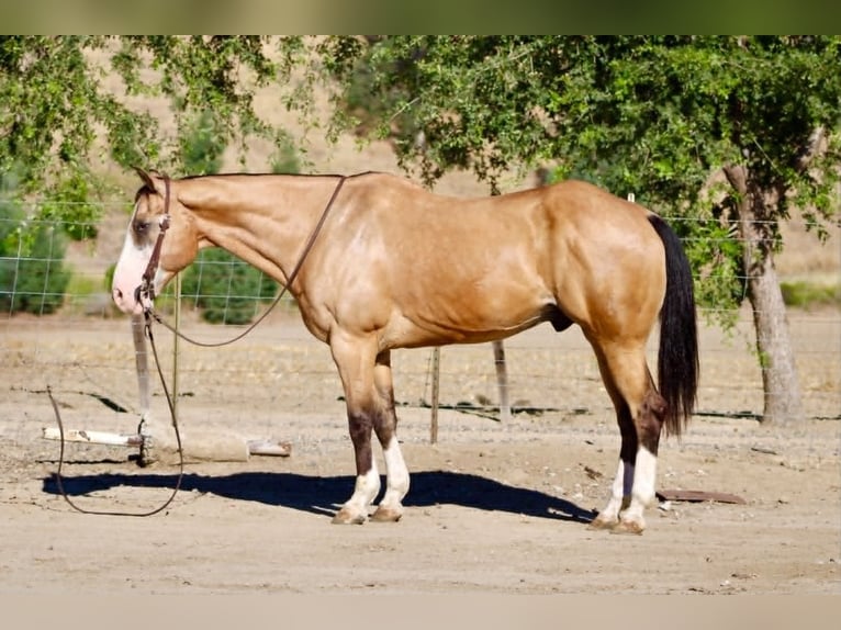 Caballo cuarto de milla Caballo castrado 13 años 152 cm Buckskin/Bayo in Tres Pinos