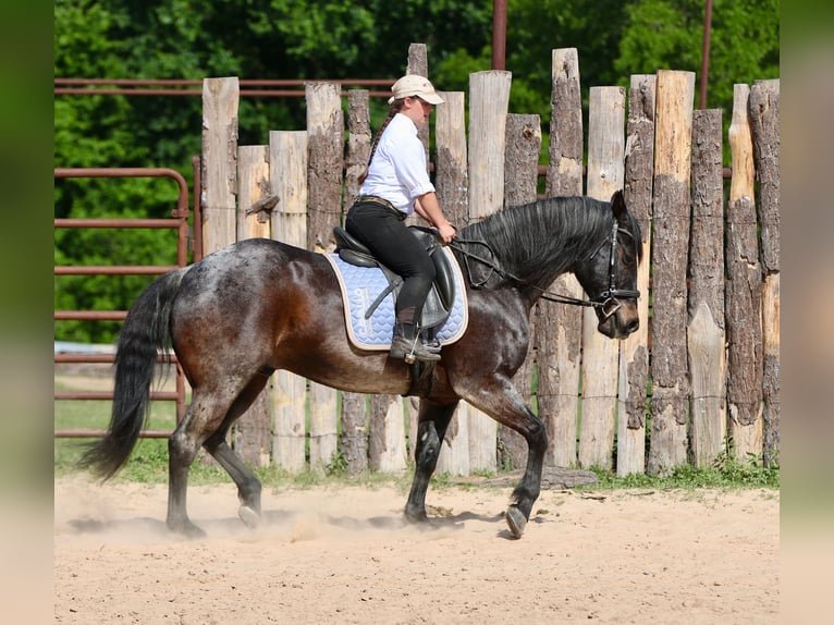Caballo cuarto de milla Caballo castrado 13 años 152 cm Castaño-ruano in Athens