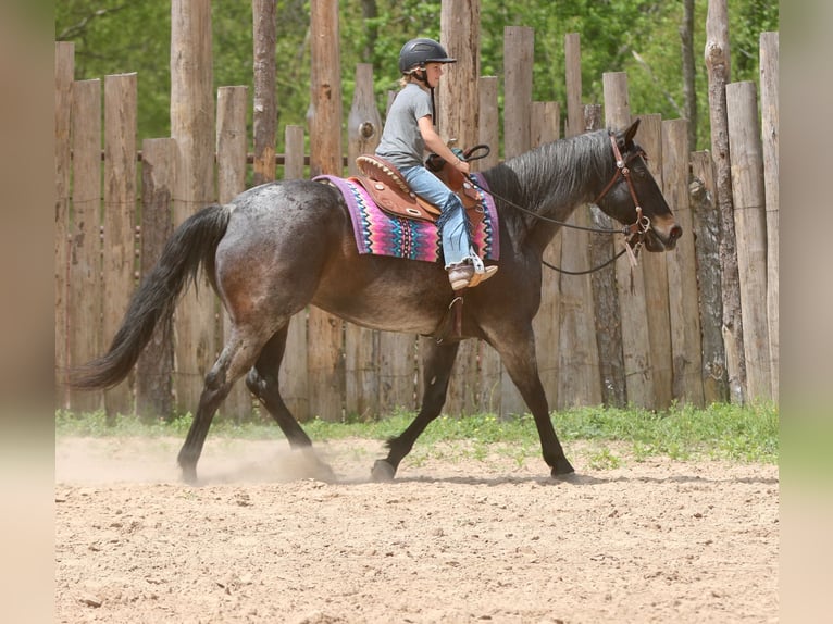 Caballo cuarto de milla Caballo castrado 13 años 152 cm Castaño-ruano in Athens