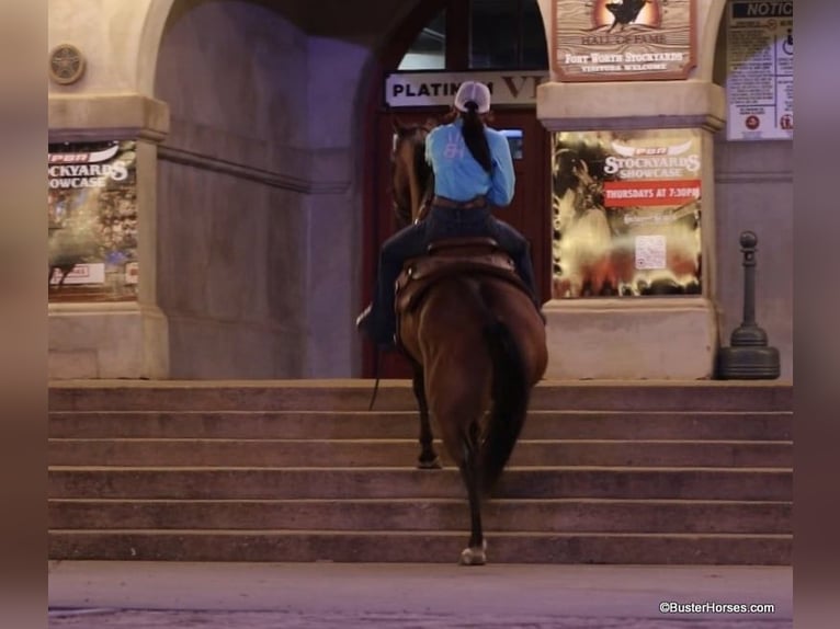 Caballo cuarto de milla Caballo castrado 13 años 152 cm Castaño-ruano in Weatherford TX