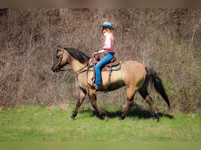 Caballo cuarto de milla Caballo castrado 13 años 152 cm Grullo in Hillsboro KY