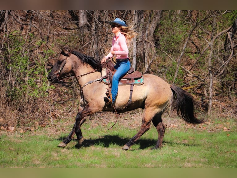 Caballo cuarto de milla Caballo castrado 13 años 152 cm Grullo in Hillsboro KY