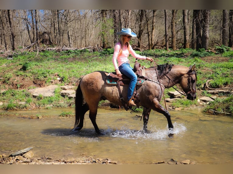 Caballo cuarto de milla Caballo castrado 13 años 152 cm Grullo in Hillsboro KY