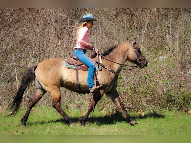 Caballo cuarto de milla Caballo castrado 13 años 152 cm Grullo in Hillsboro KY