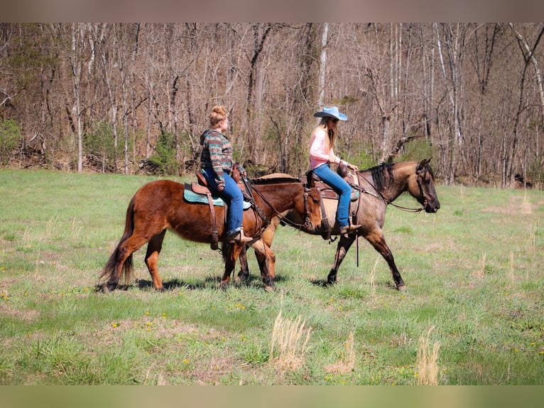 Caballo cuarto de milla Caballo castrado 13 años 152 cm Grullo in Hillsboro KY
