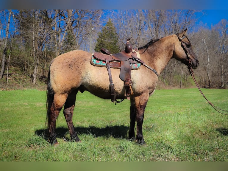 Caballo cuarto de milla Caballo castrado 13 años 152 cm Grullo in Hillsboro KY