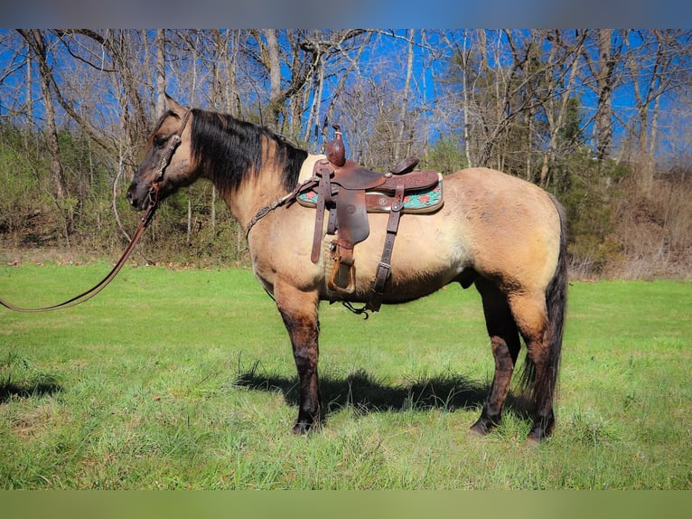 Caballo cuarto de milla Caballo castrado 13 años 152 cm Grullo in Hillsboro KY