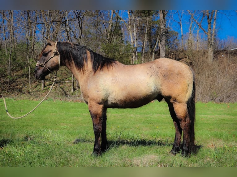 Caballo cuarto de milla Caballo castrado 13 años 152 cm Grullo in Hillsboro KY