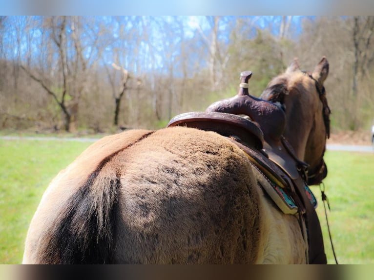 Caballo cuarto de milla Caballo castrado 13 años 152 cm Grullo in Hillsboro KY