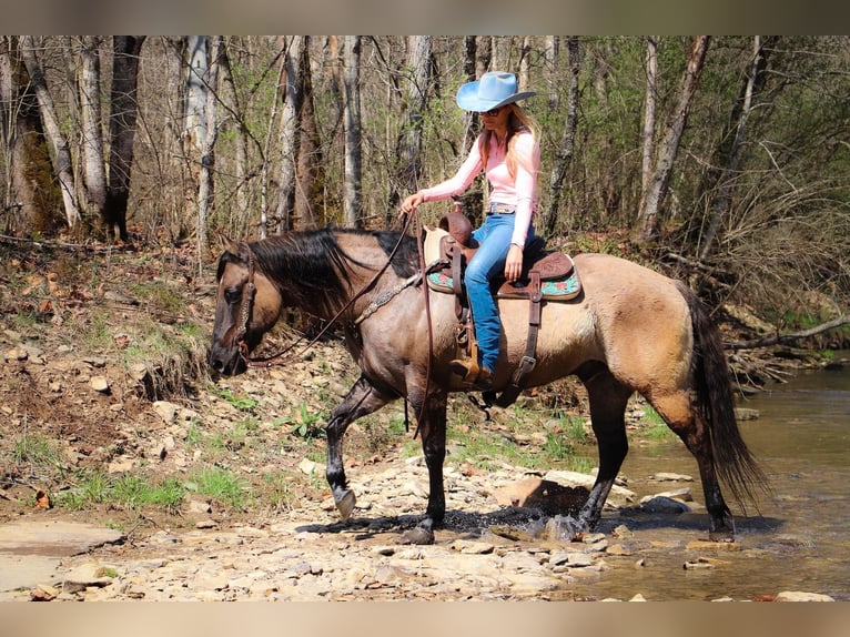 Caballo cuarto de milla Caballo castrado 13 años 152 cm Grullo in Hillsboro KY
