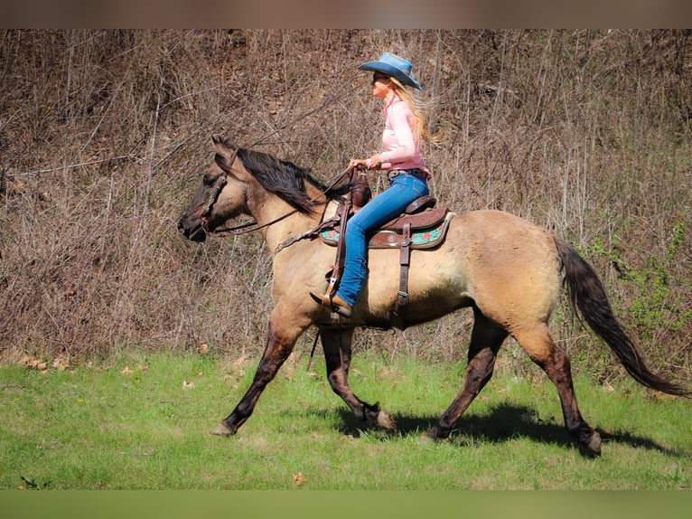 Caballo cuarto de milla Caballo castrado 13 años 152 cm Grullo in Hillsboro KY