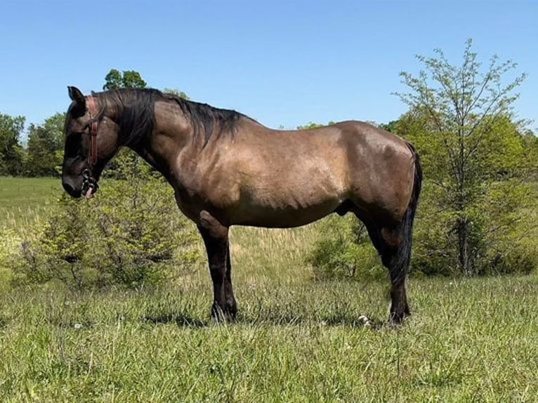 Caballo cuarto de milla Caballo castrado 13 años 152 cm Grullo in Union Star, MO