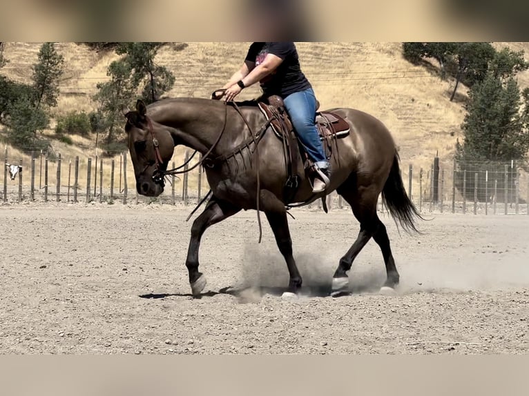 Caballo cuarto de milla Caballo castrado 13 años 152 cm Grullo in BITTERWATER, CA