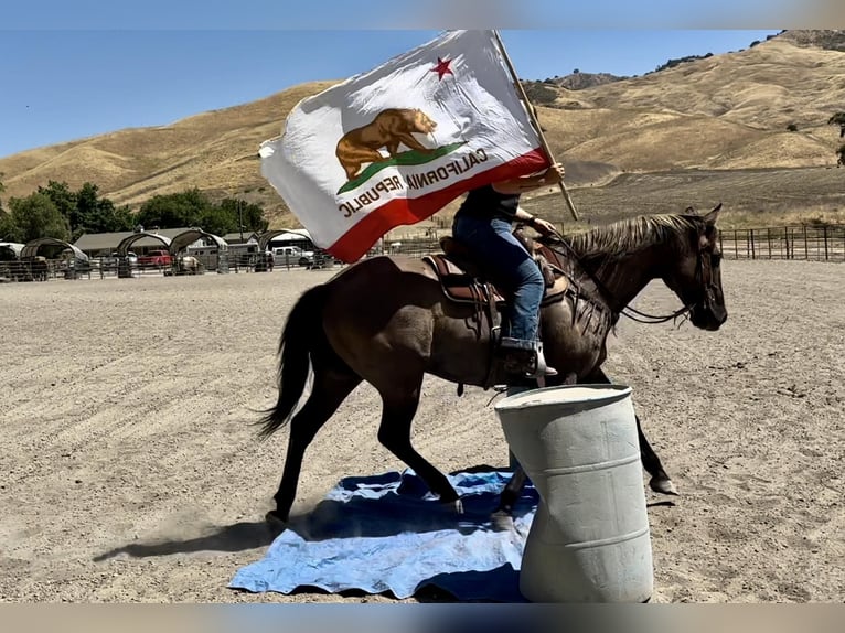 Caballo cuarto de milla Caballo castrado 13 años 152 cm Grullo in BITTERWATER, CA