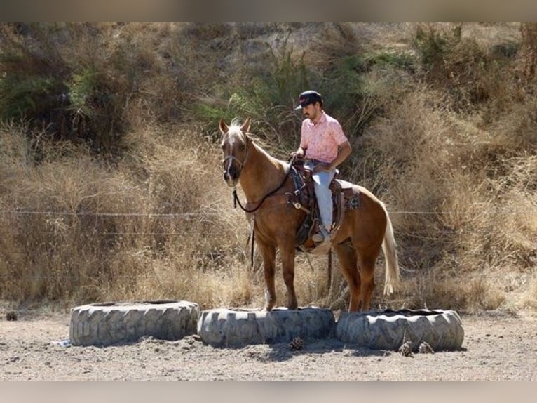 Caballo cuarto de milla Caballo castrado 13 años 152 cm Palomino in Paicines CA