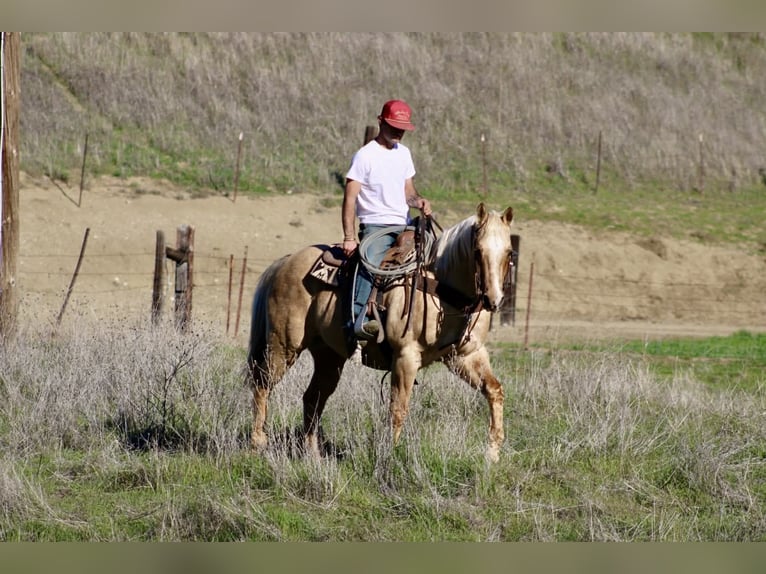 Caballo cuarto de milla Caballo castrado 13 años 152 cm Palomino in Paicines CA