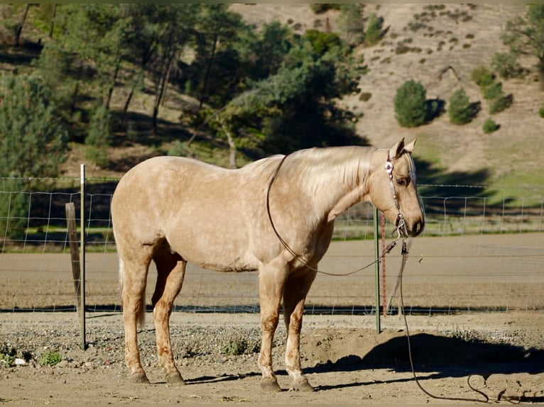 Caballo cuarto de milla Caballo castrado 13 años 152 cm Palomino in Paicines CA