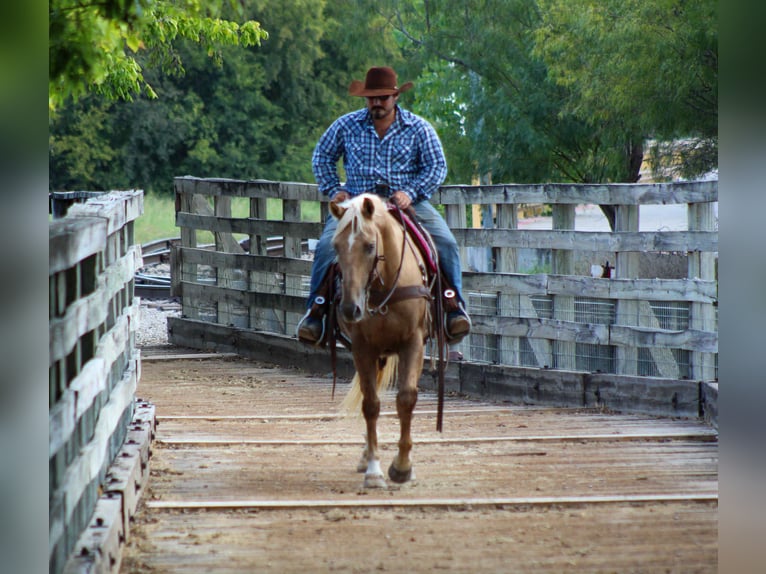 Caballo cuarto de milla Caballo castrado 13 años 152 cm Palomino in Stephenville TX