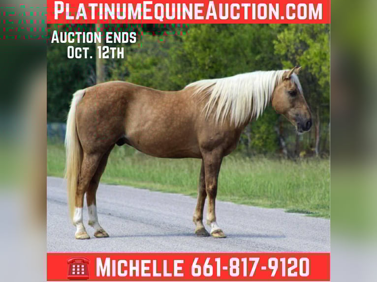 Caballo cuarto de milla Caballo castrado 13 años 152 cm Palomino in Stephenville TX