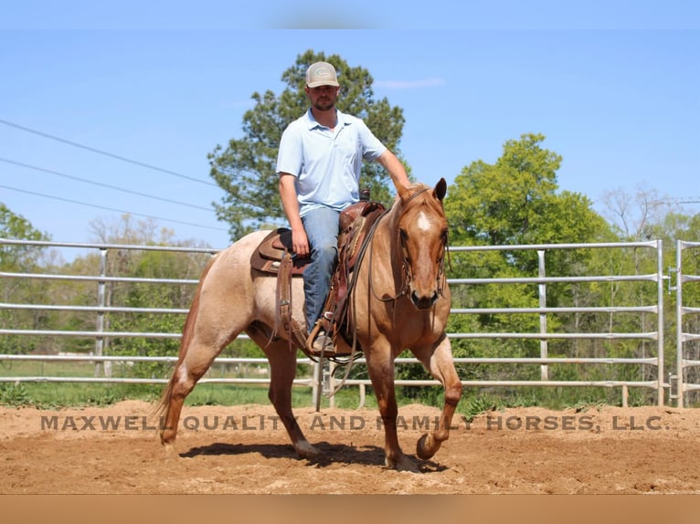 Caballo cuarto de milla Caballo castrado 13 años 152 cm Ruano alazán in Cherryville NC